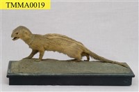 Crab-eating Mongoose Collection Image, Figure 11, Total 13 Figures